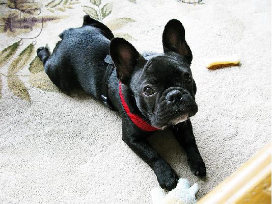 PoulaTo: French Bulldog